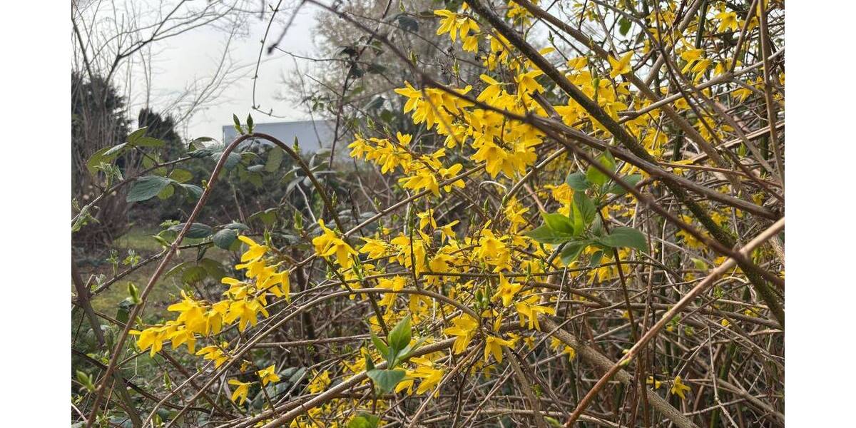 Grundstück Castrop-Rauxel Behringhausen - 224.000&euro; | Angebot:26156345