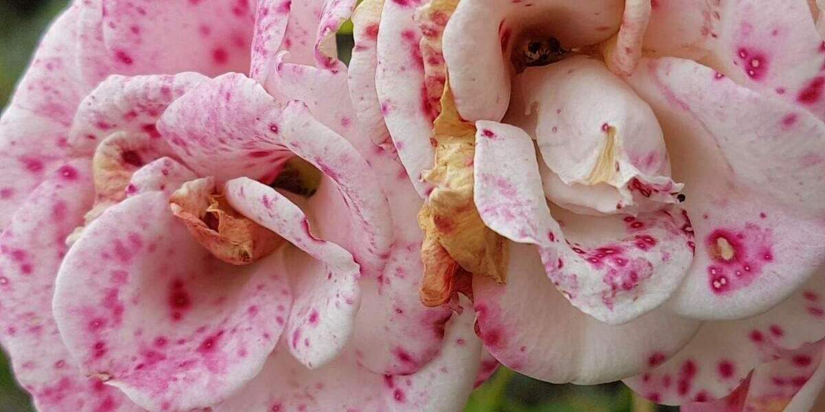 Etagenwohnung Duisburg Altstadt - 2 Zimmer, 67 m&sup2;, 550&euro; | Angebot:26161960